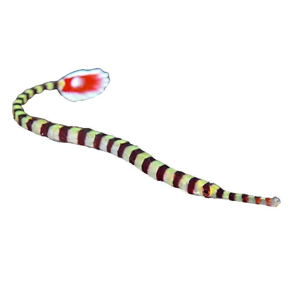 Banded Pipefish (Doryrhamphus Dactyliophorus) - Available 4 June