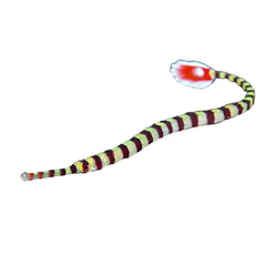 Banded Pipefish with black and white stripes swimming in reef tank