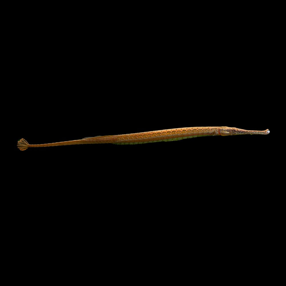 Freshwater Pipefish (Microphis Brachyurus)
