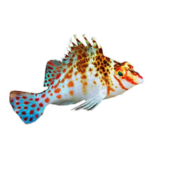 Pixy Hawkfish (Cirrhitichthys Oxycephalus)