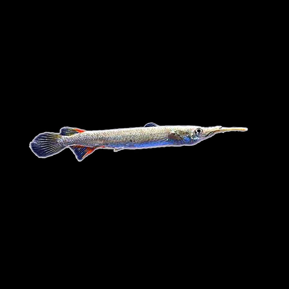Halfbeak Platinum (Dermogenys Pusilla)