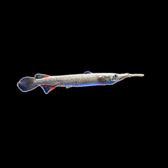 Platinum Halfbeak (Dermogenys Pusilla)