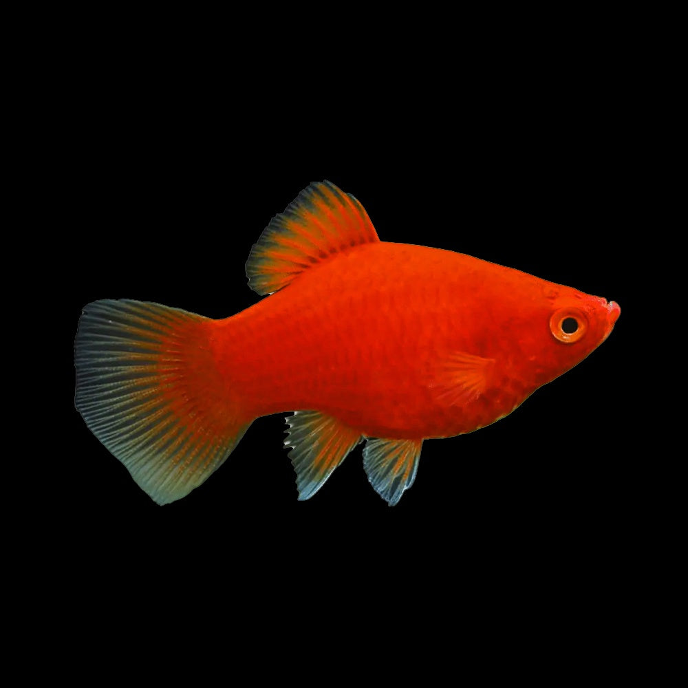 Platy Coral Red (Xiphophorus Maculatus)