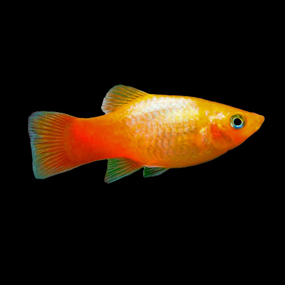 Platy Sunset ( Xiphophorus Maculatus)