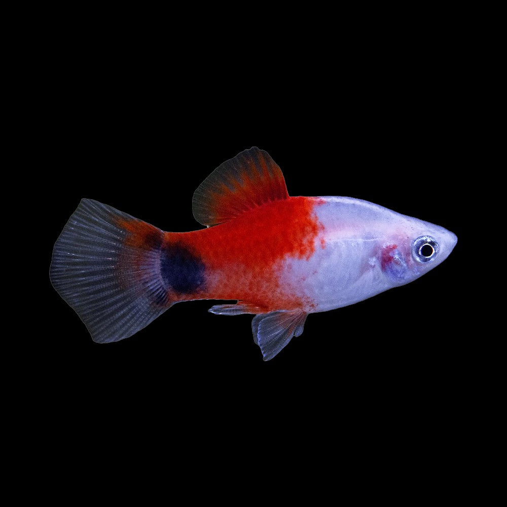Platy Mickey Mouse Red White (Xiphophorus Maculatus)