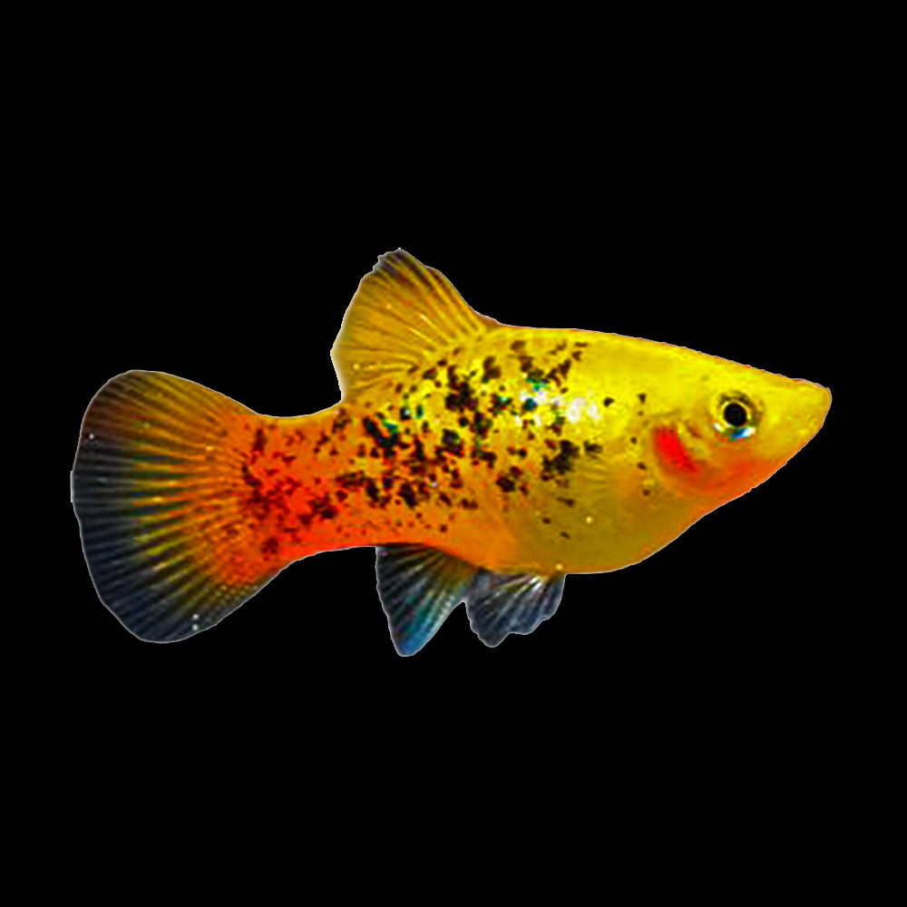 Platy Neon Yellow Calico (Xiphophorus Maculatus)