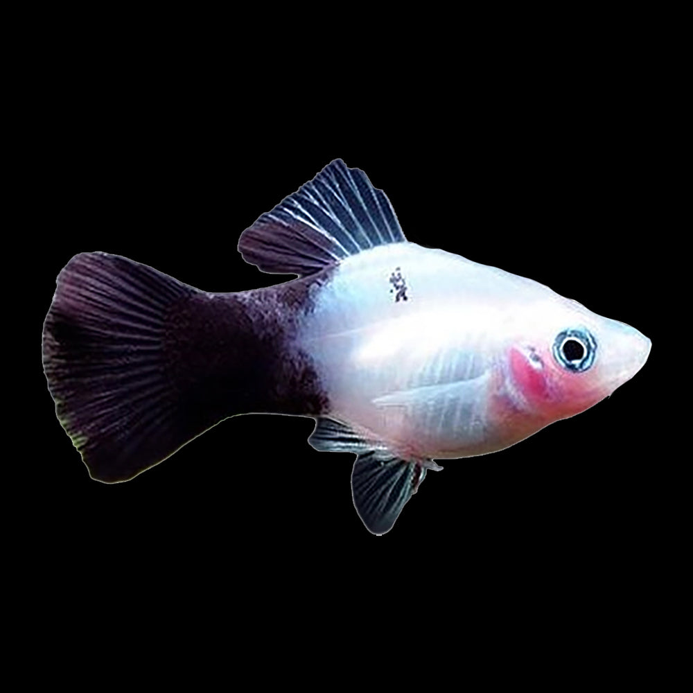 Platy Panda (Xiphophorus Maculatus)