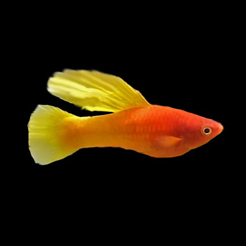 Platy Sunrise Hifin
