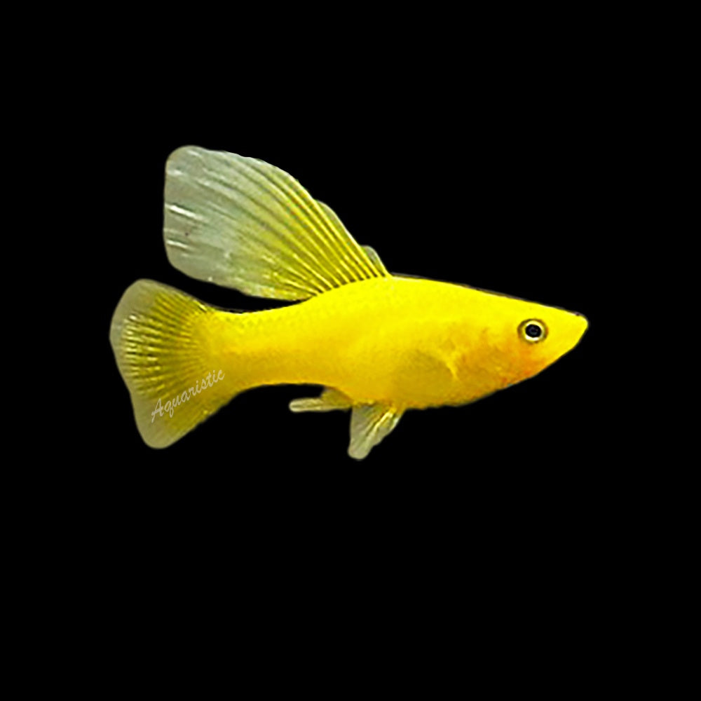 Platy Yellow Banana Hifin