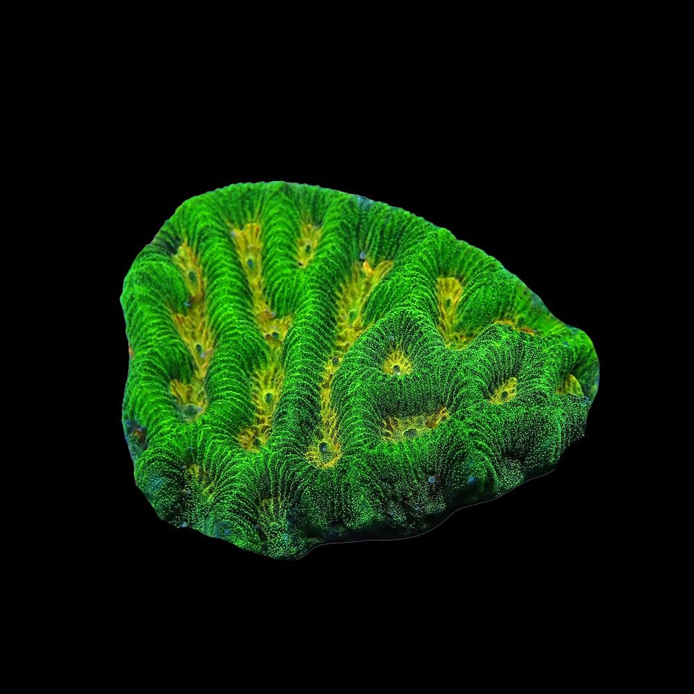 Platygyra Green Gold