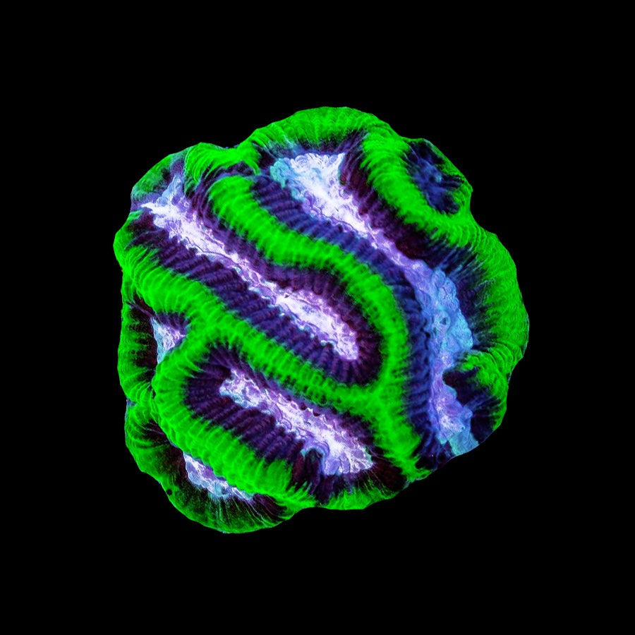 Platygyra Green White