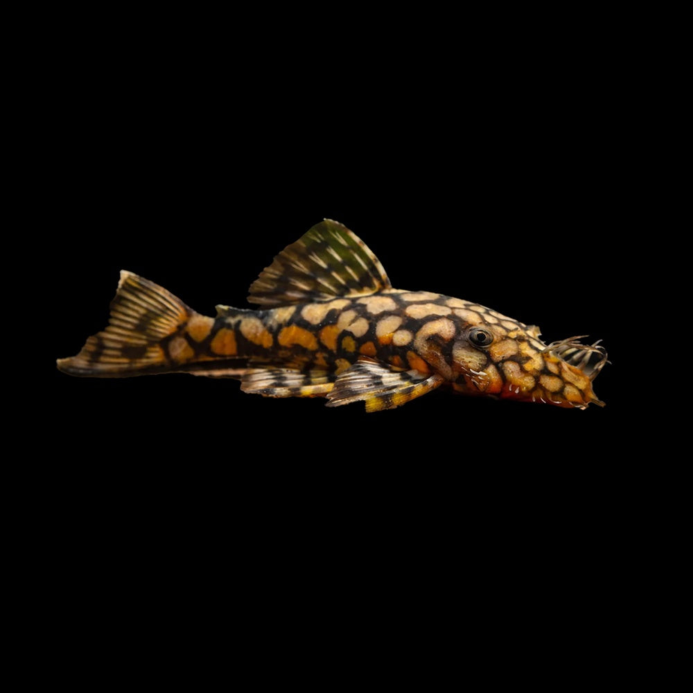 Honeycomb Bristlenose Pleco (Ancistrus sp. L519)