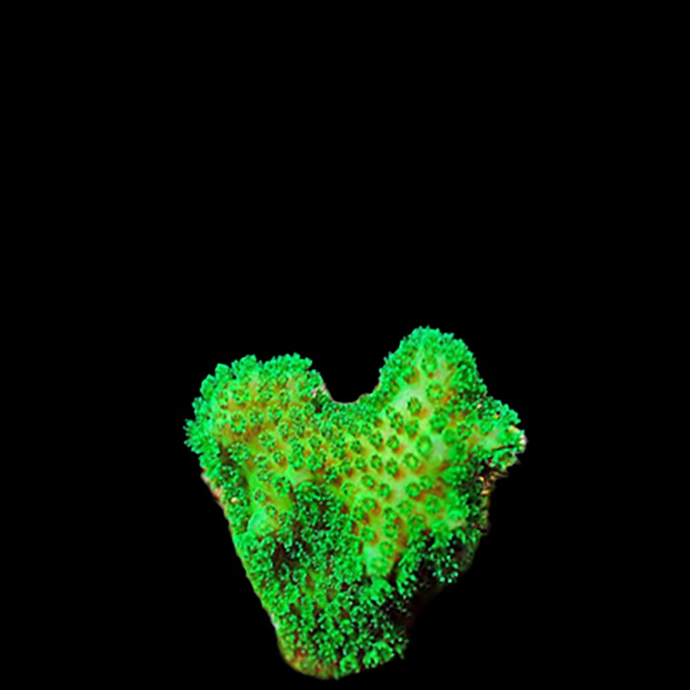Pocillopora Green