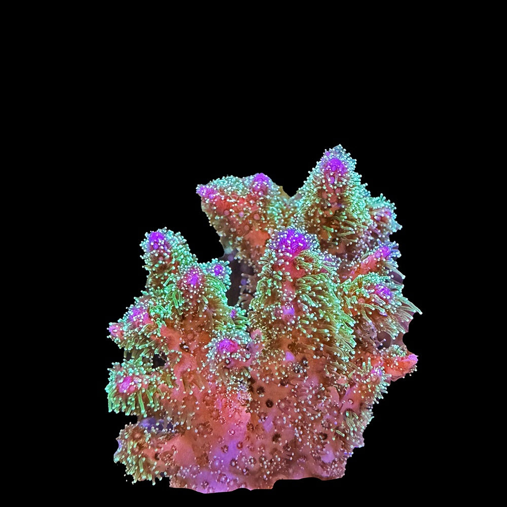 Pocillopora Spawn of Evil