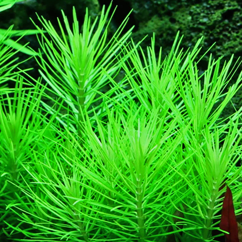 Pogostemon Erectus Submersed