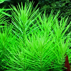 Pogostemon Erectus Submersed