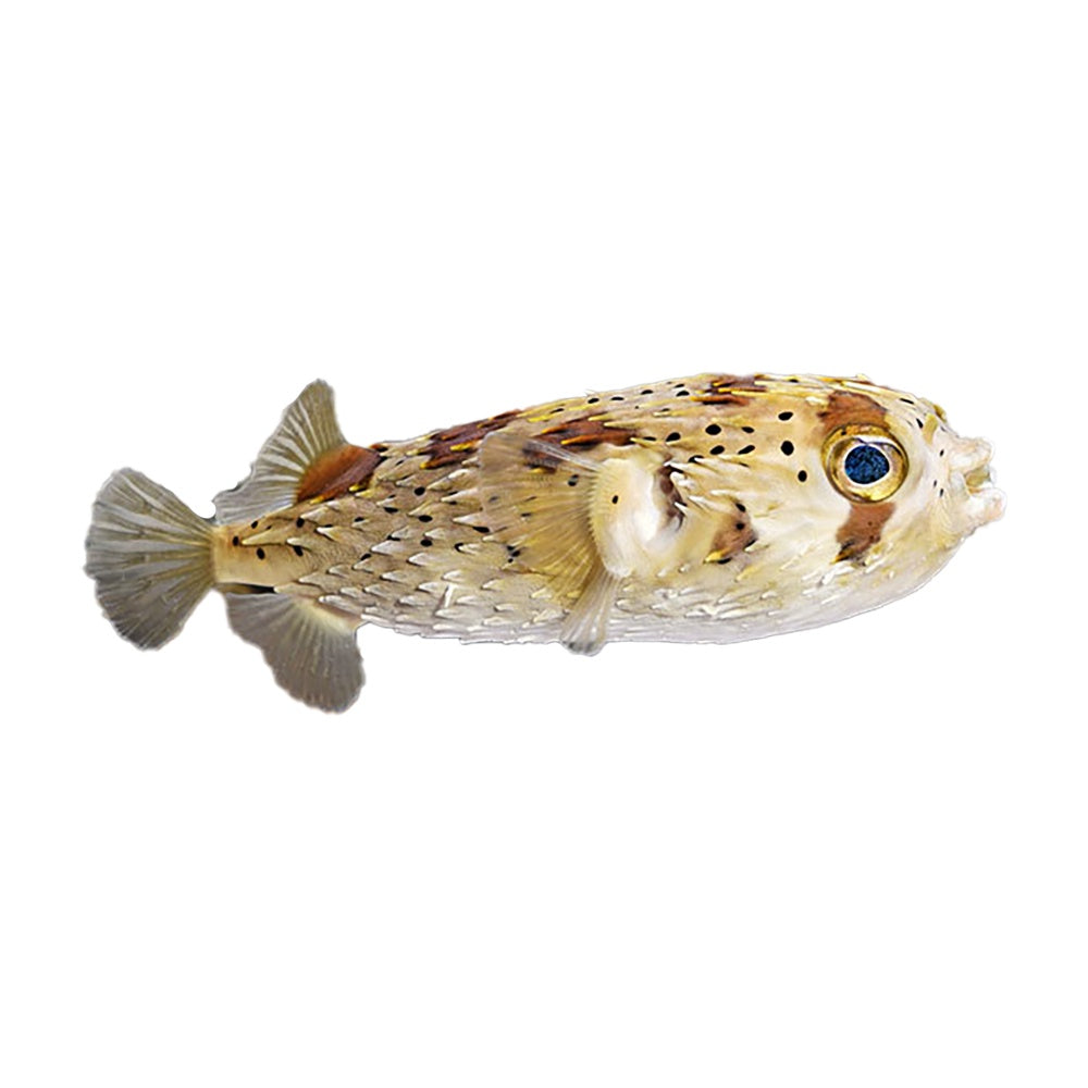 Porcupine Puffer (Diodon Holocanthus)