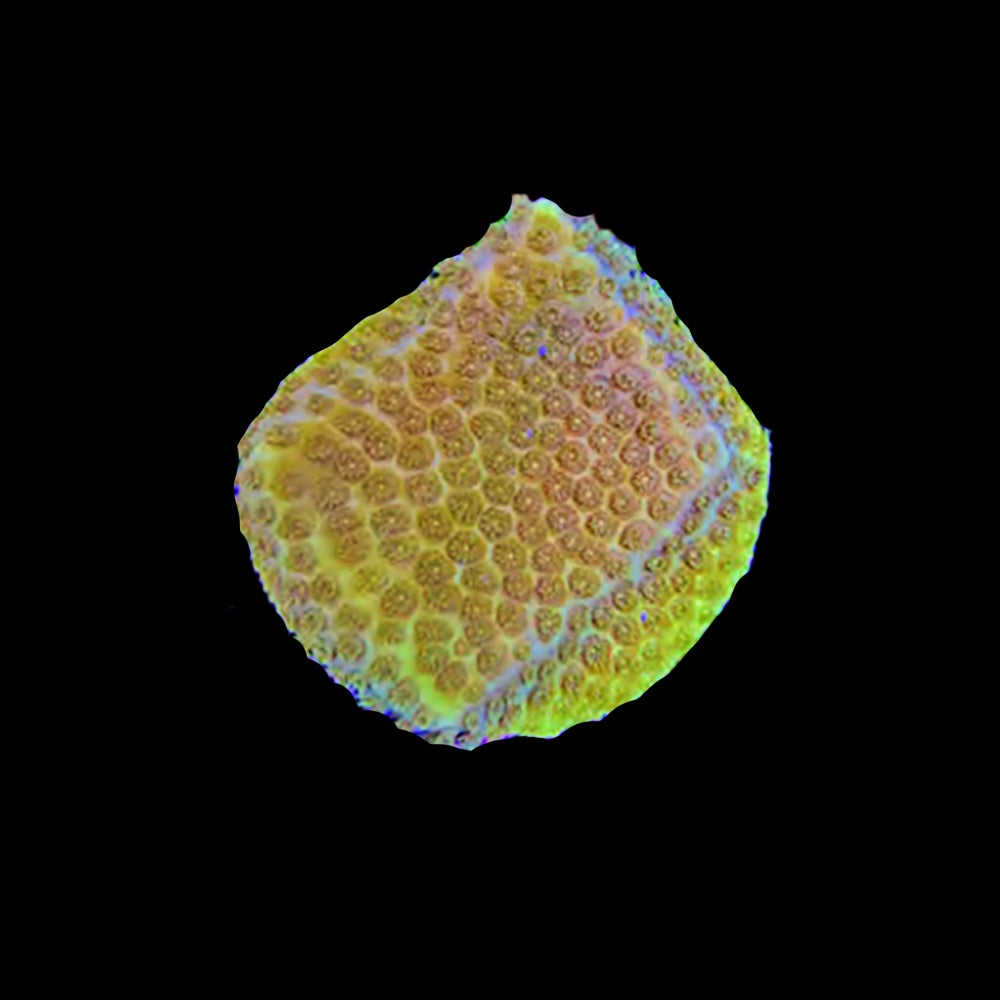 Porites Mustard