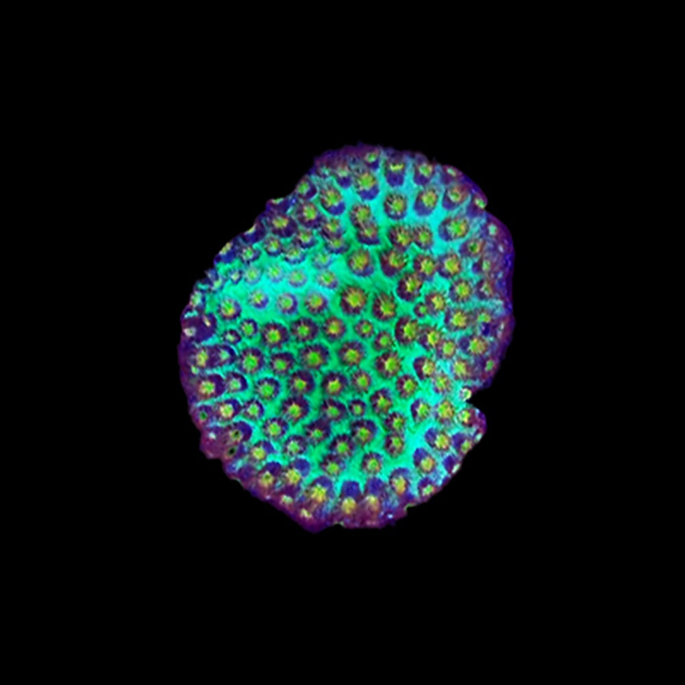 Porites Yellow Polyp