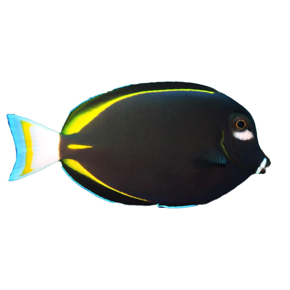 Powder Brown Tang (Acanthurus Japonicus)