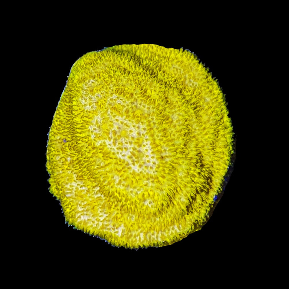 Psammocora Gold Coral