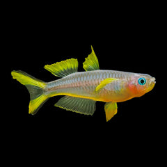 Rainbow Fish Forktail Blue Eye (Pseudomugil Furcatus)