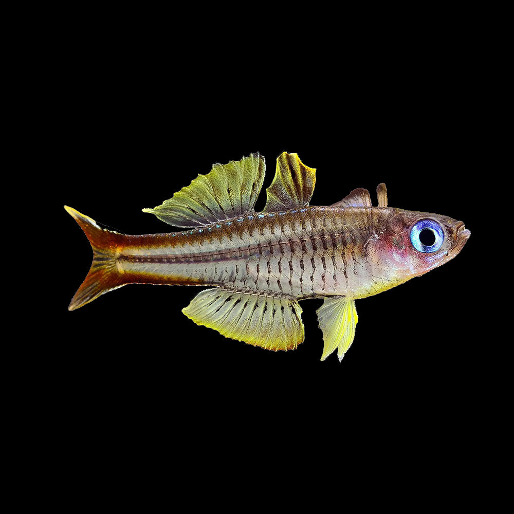 Rainbow Fish Ivanstofi Blue Eye (Pseudomugil Ivenstrofi)