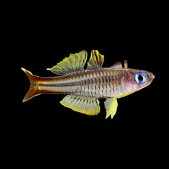 Rainbow Fish Ivanstofi Blue Eye (Pseudomugil Ivenstrofi)