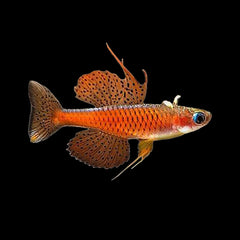 Rainbow Fish Red Neon Blue Eye (Pseudomugil Luminatus)