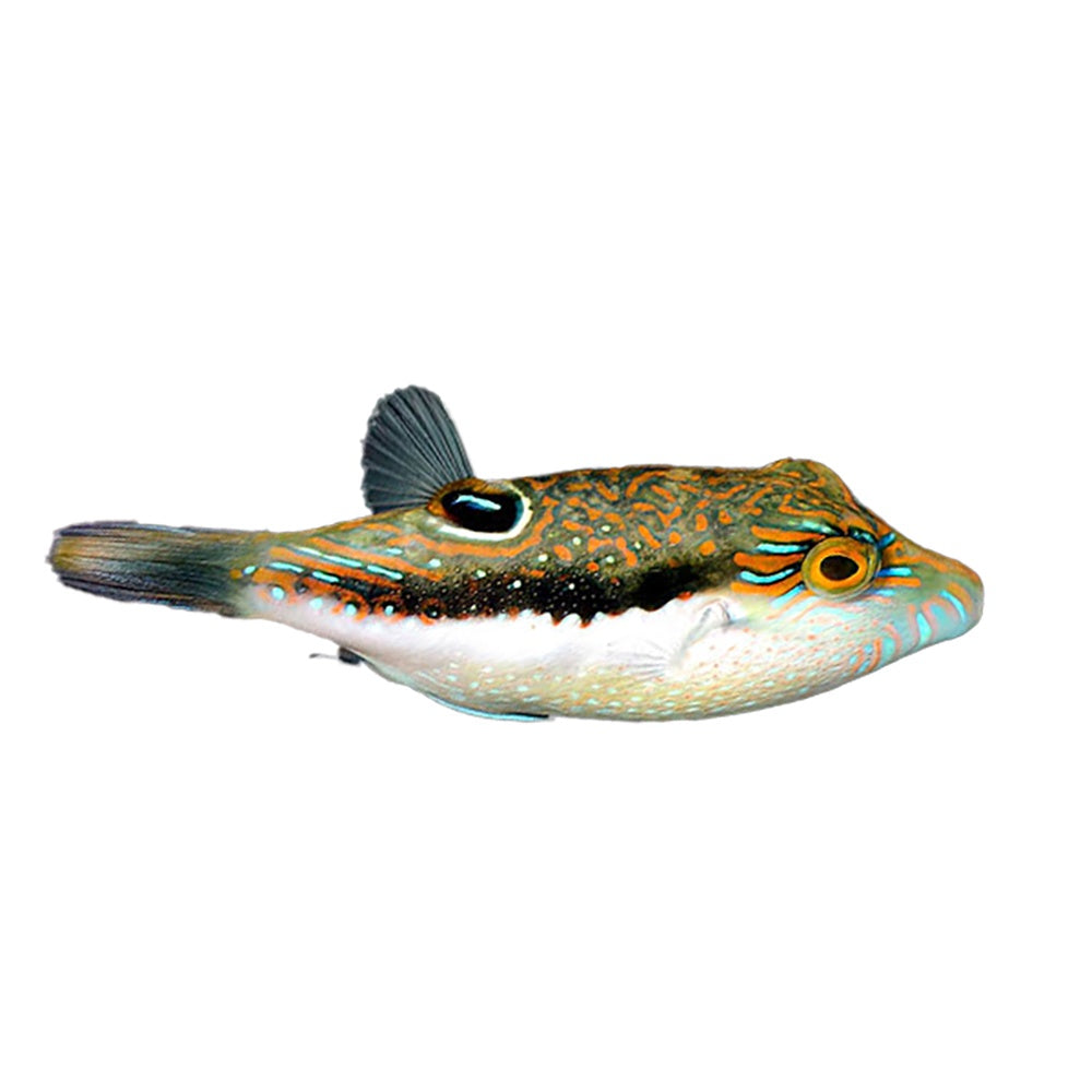 Puffer Bennett's Toby (Canthigaster Bennetti)