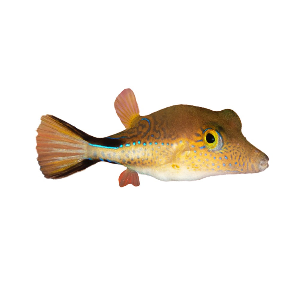 Puffer Caribbean Sharpnose