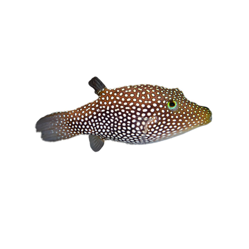 Puffer Caribbean Spotted