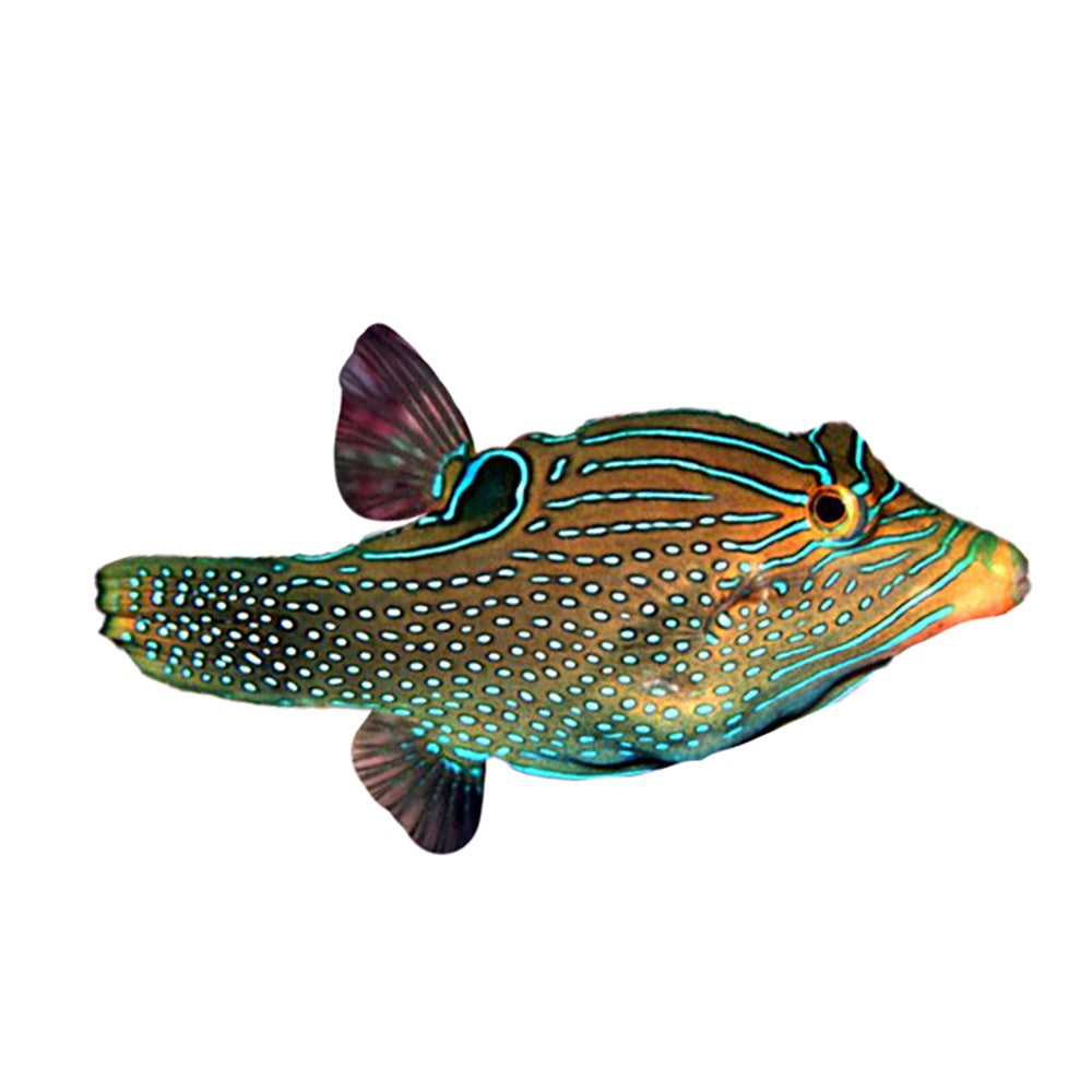 Puffer False Eye (Canthigaster Papua)