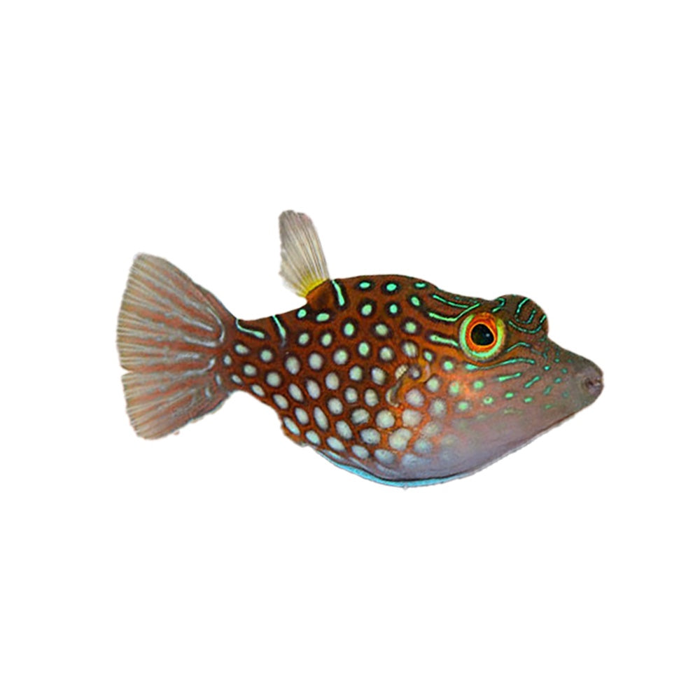 Puffer Honeycomb Toby (Canthigaster Janthinoptera)