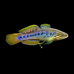 Gudgeon Purple Spotted (Mogurnda Adspersa)