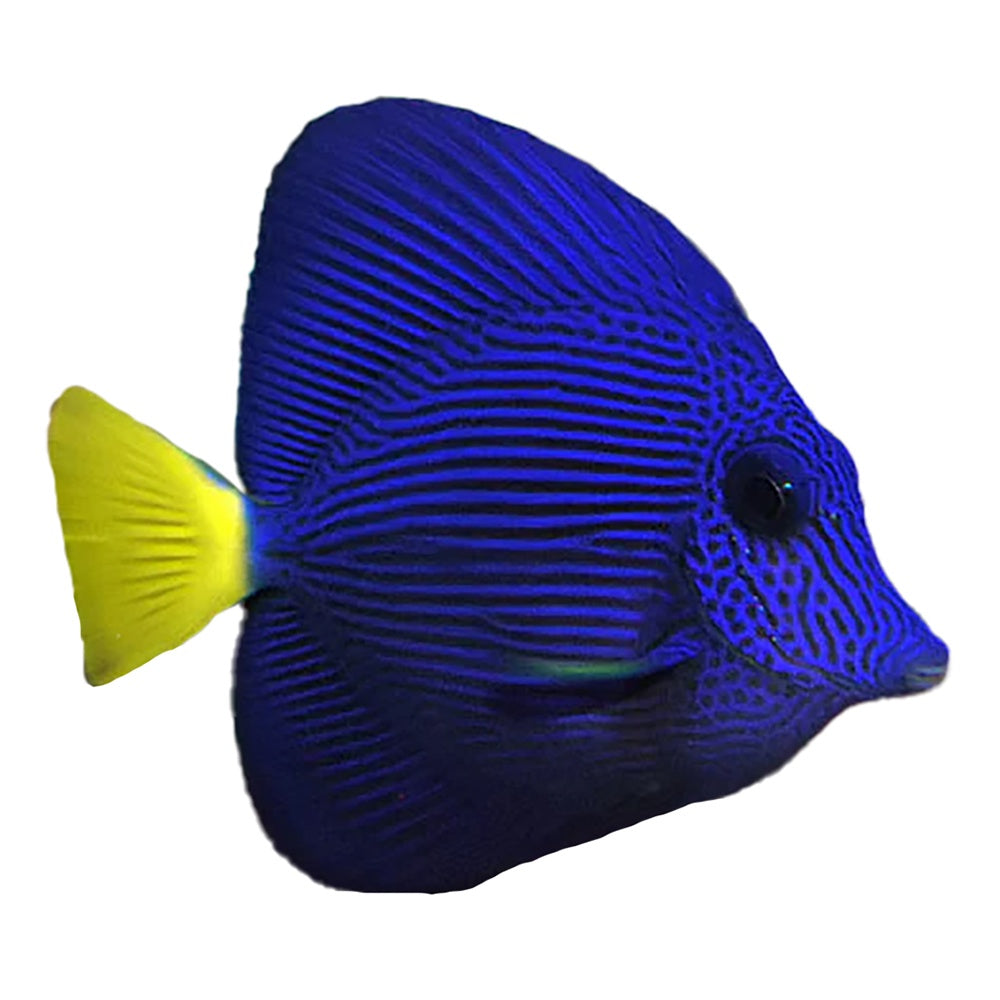Purple Tang (Zebrasoma Xanthurum)
