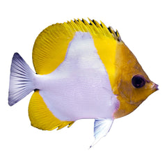 Pyramid Butterfly (Hemitaurichthys Polylepis)