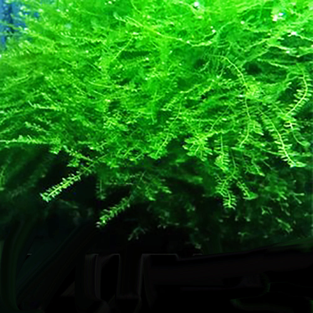 Queen Moss - Hydropogonella Gymnostoma