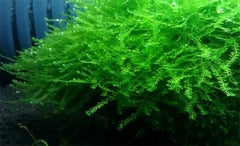 Queen Moss - Hydropogonella Gymnostoma