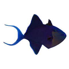 Queen Trigger (Odonus Niger)