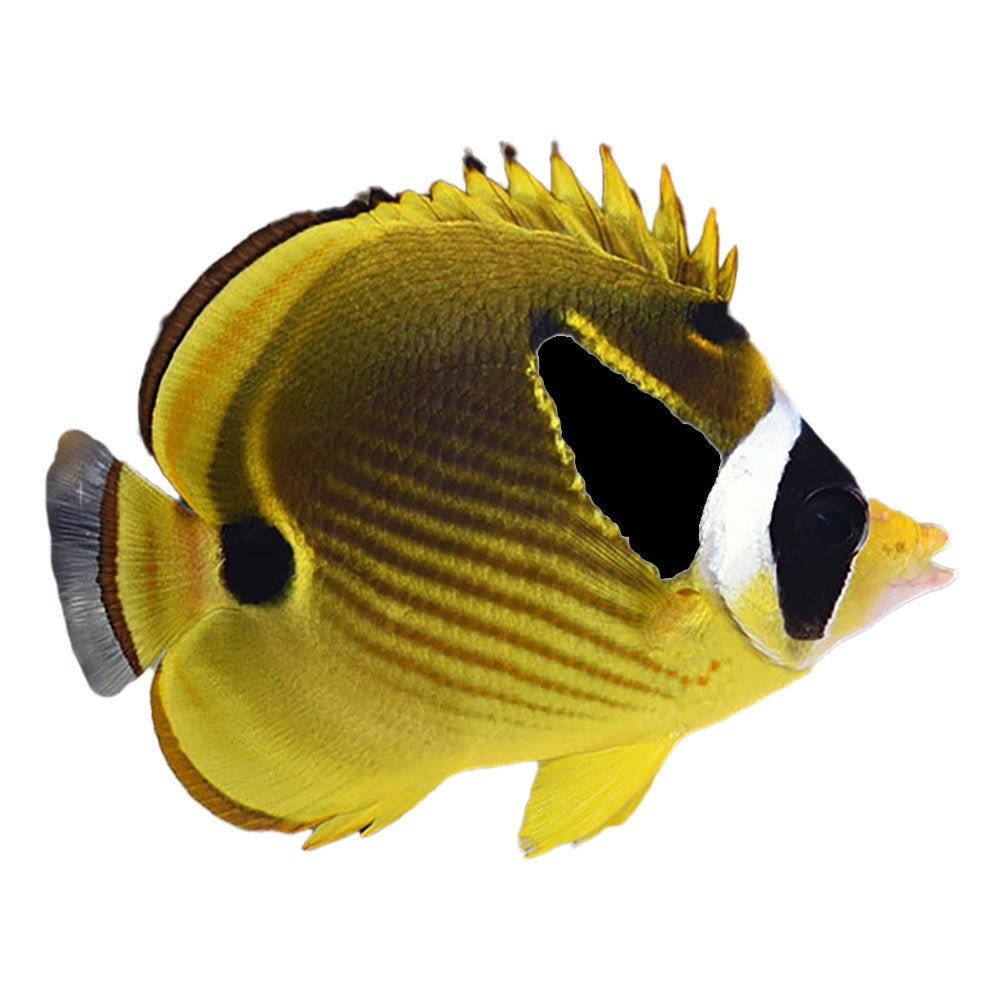 Racoon Butterfly (Chaetodon Lunula) - Available 4 June