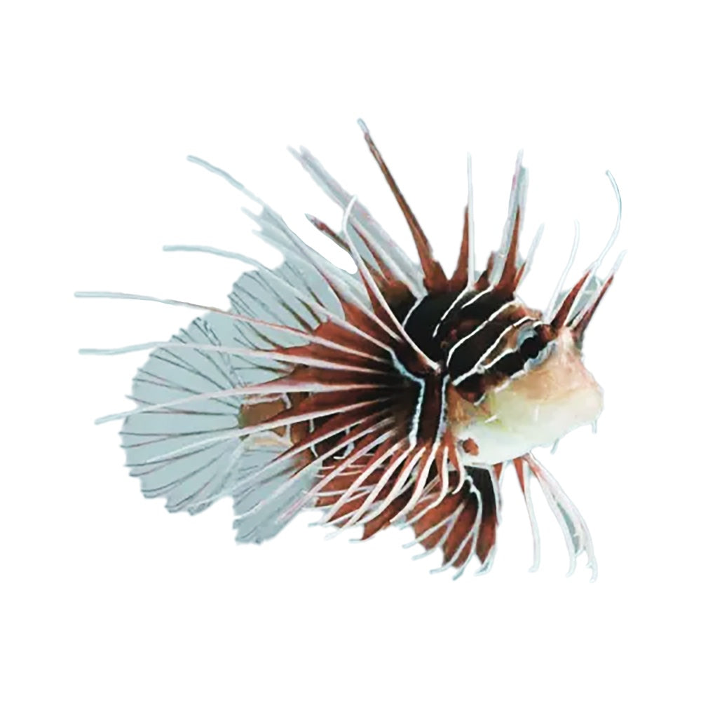 Lionfish Radiata (Pterois Radiata) - Available 4 June