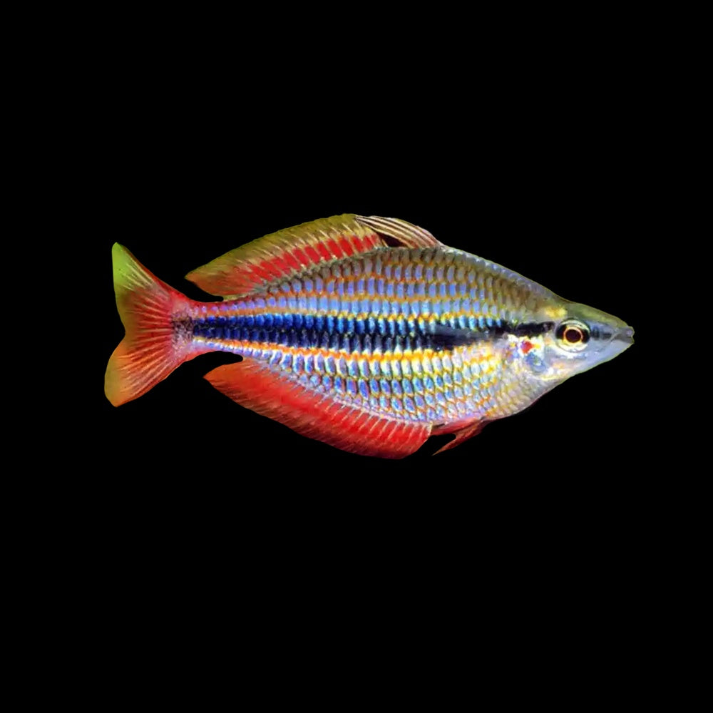 Rainbow Fish Goyder River (Melanotaenia Trifasciata)