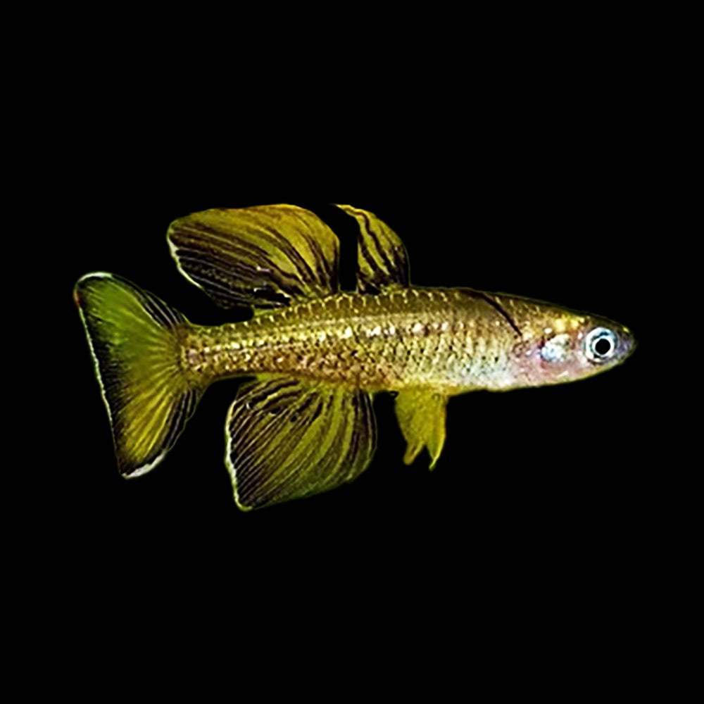 Pseudomugil Tenellus