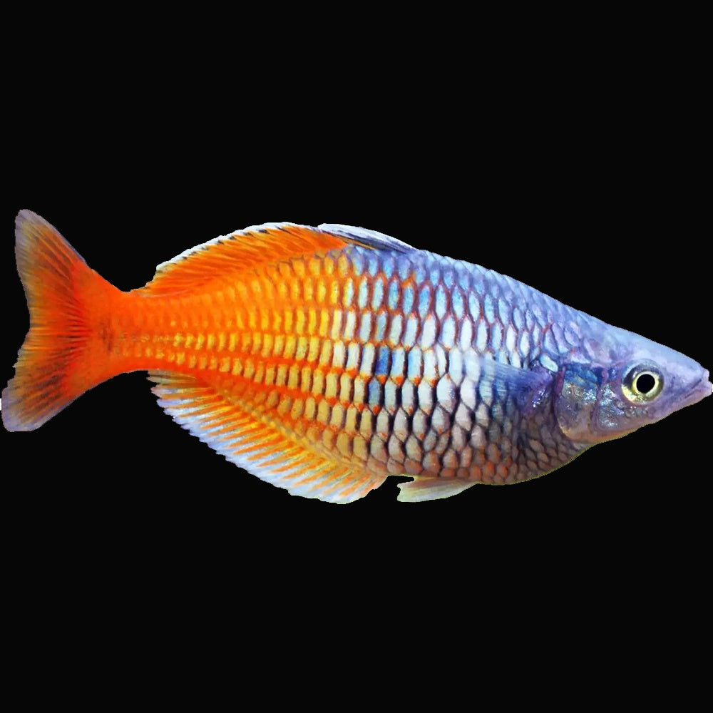 Boesemani Rainbowfish displaying blue and orange body colours