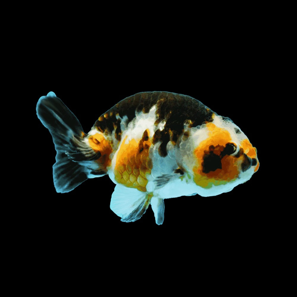 Ranchu Multicolor