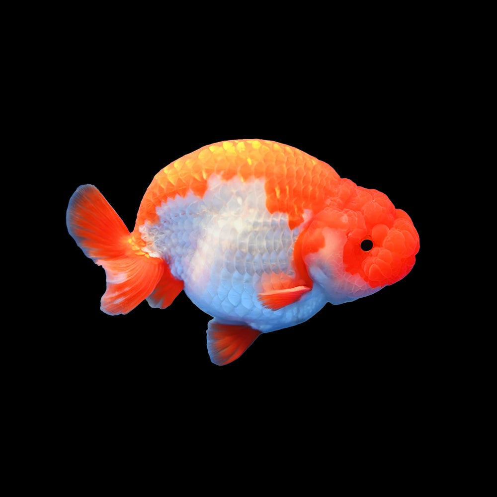 Goldfish Ranchu Red White 8-9cm (Import Grade A)