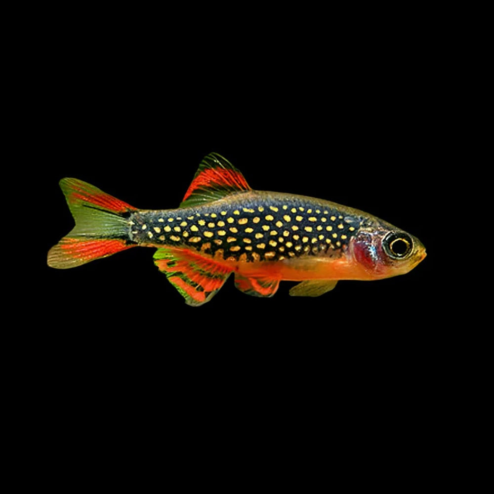 Celestial Pearl Danio (Celestichthys Margaritatus)