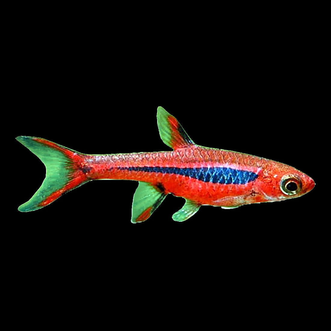Rasbora Chili (Boraras Brigittae) – Aquaristic Online
