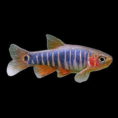 Rasbora Emerald Dwarf (Danio Erythromicron)